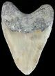 Large, Megalodon Tooth - North Carolina #48908-2